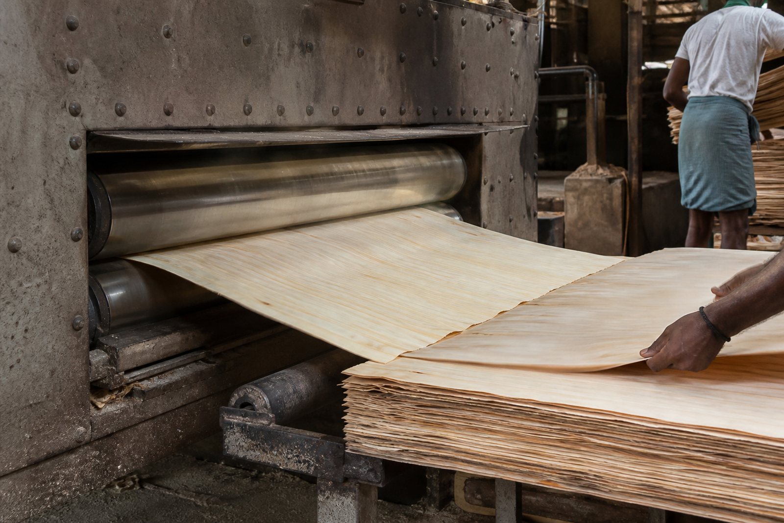 Dried veneer sheets emerging from a roller dryer and being stacked