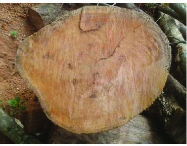 Natural stem-wood cross-cut of authenticated Artocarpus hirsutus collected in Udupi, Karnataka