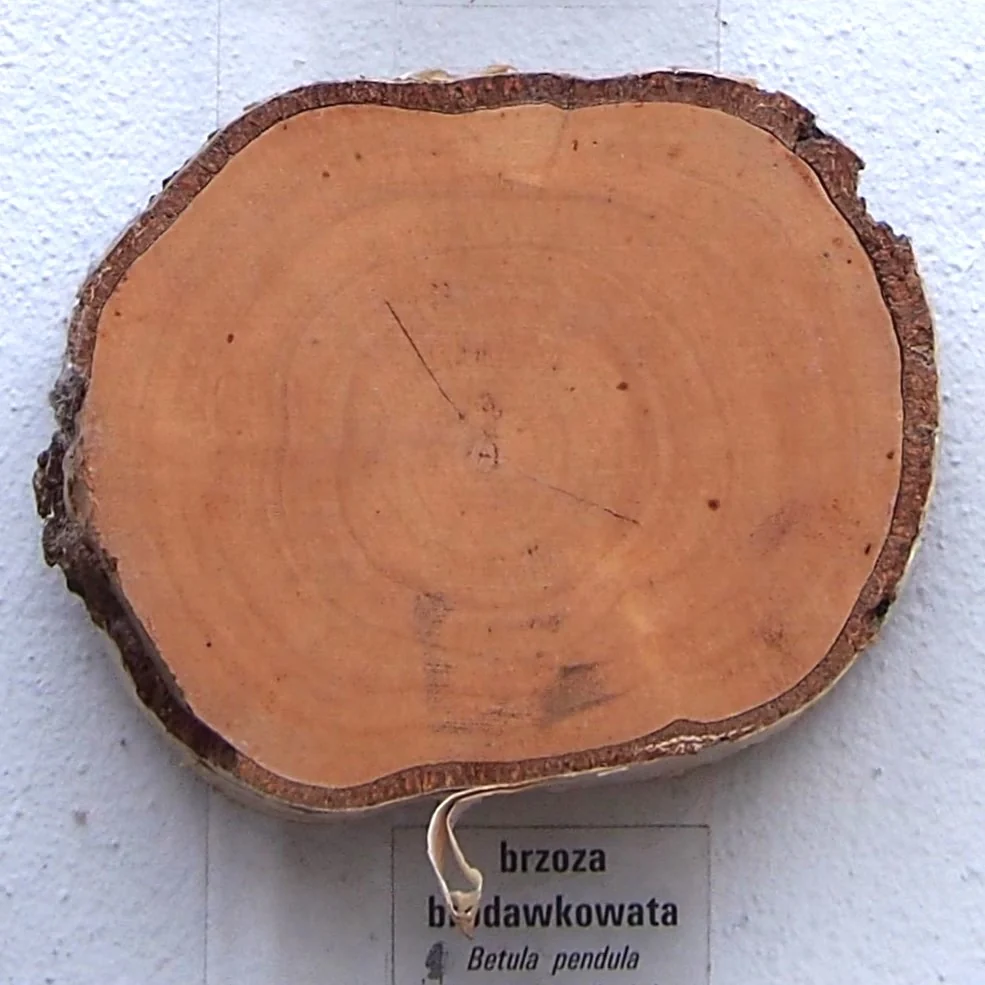 End-grain detail of Betula pendula from an identified wood specimen