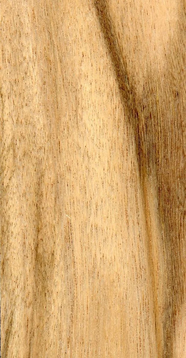 Wood grain on a preserved collection sample labelled Casuarina equisetifolia