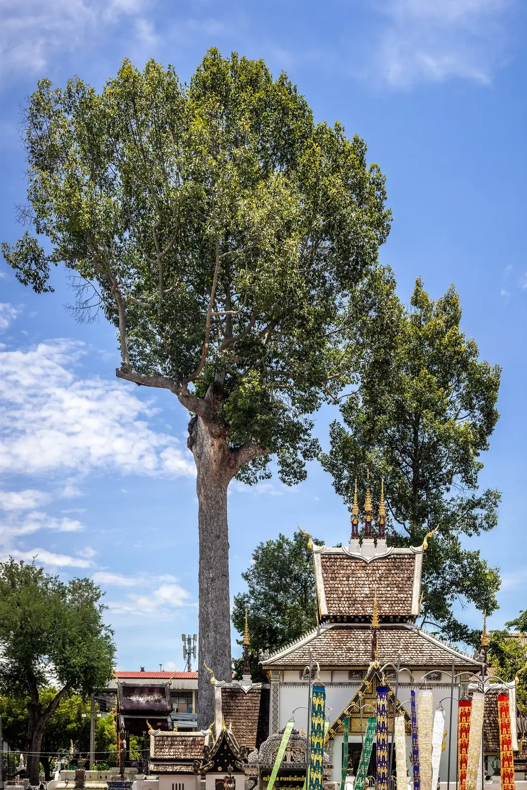 A mature tree beside a shrine — Dipterocarpus alatus