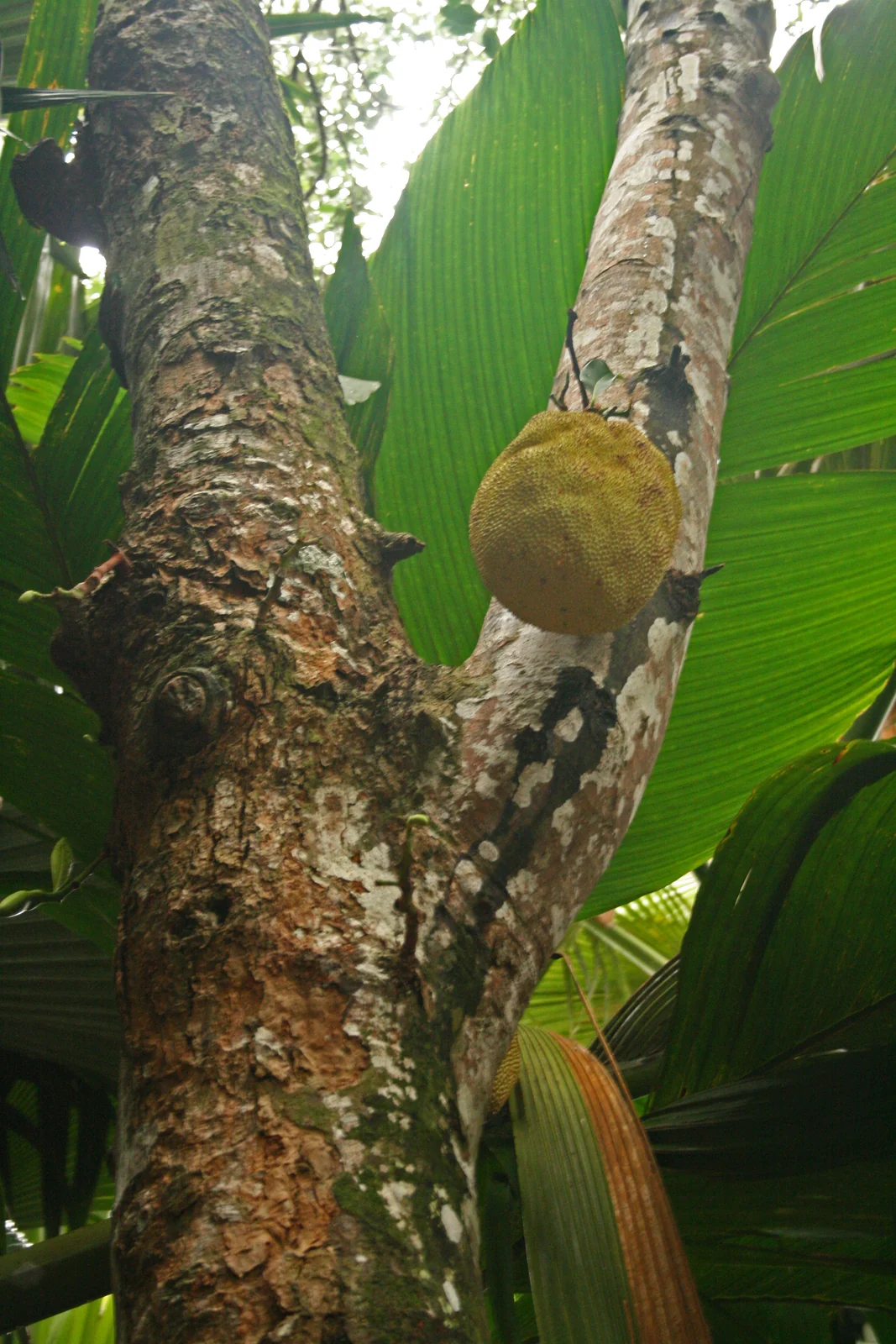 Fruit attached to the tree trunk — Artocarpus heterophyllus