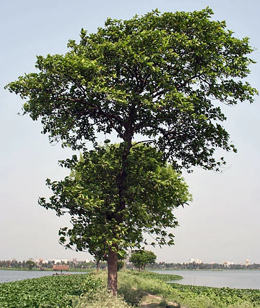 A rounded tree canopy — Neolamarckia cadamba