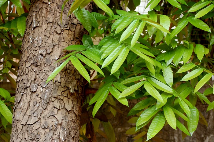 Rough bark beside green leaves — Swietenia macrophylla