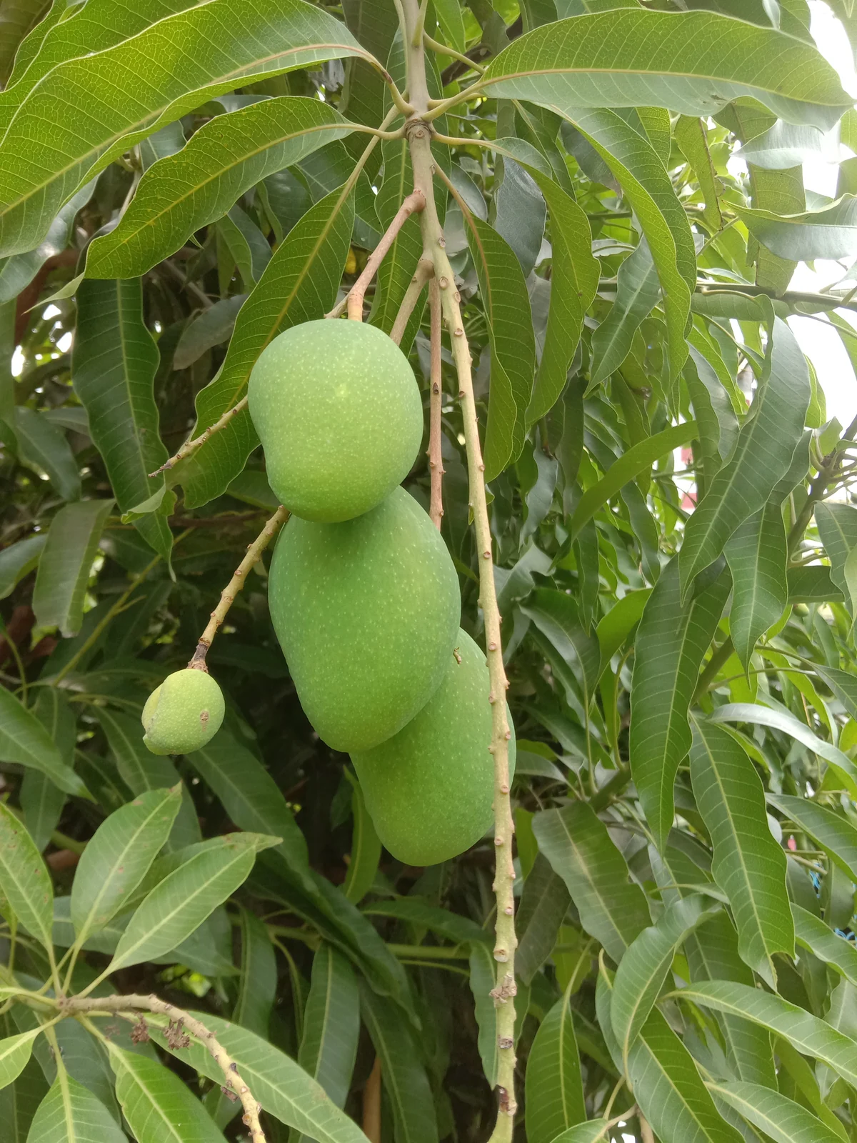 Green fruits and slender leaves — Mangifera indica
