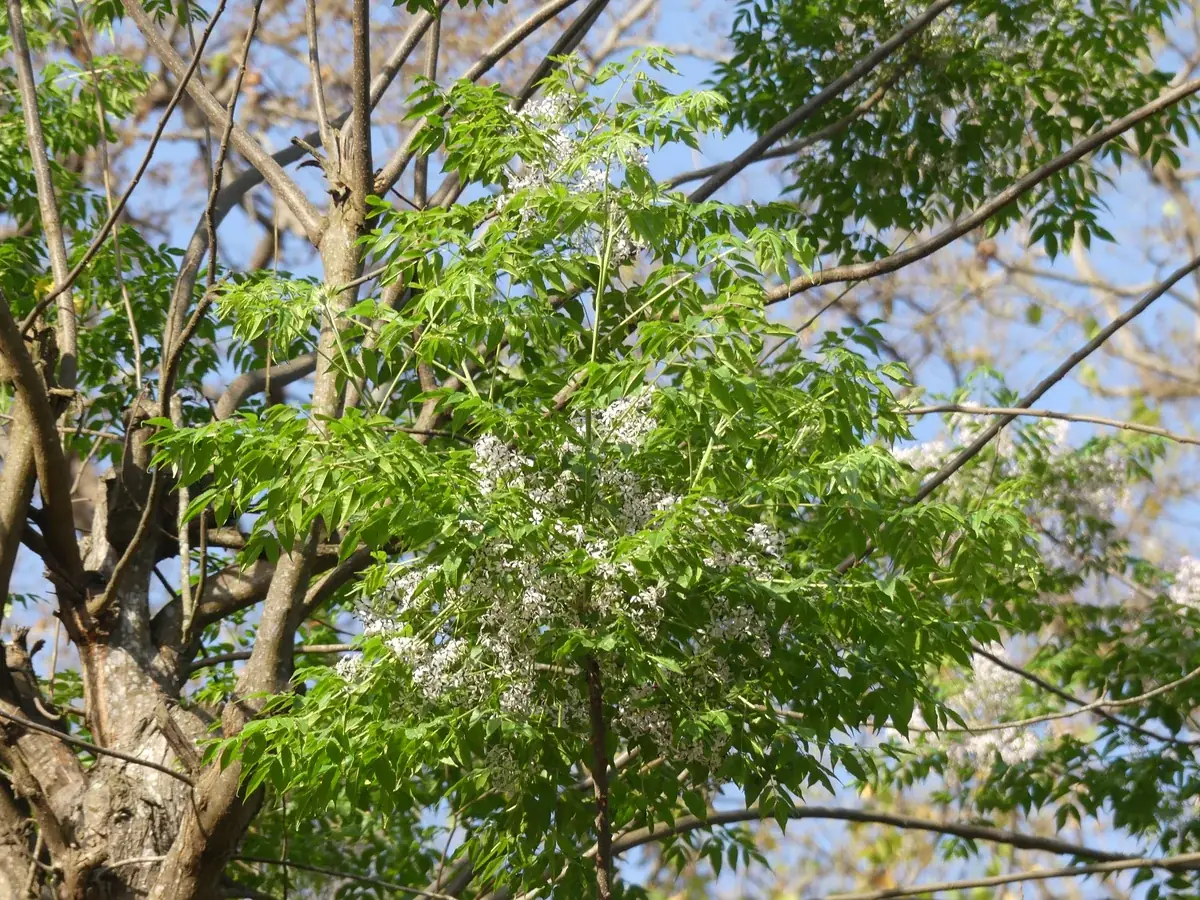 Branchlets and green foliage — Melia dubia