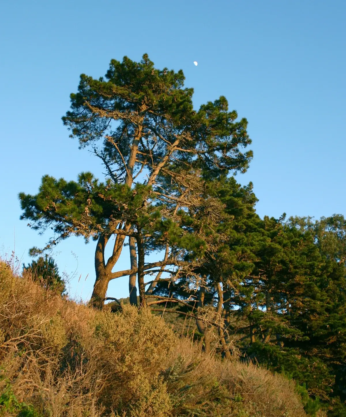 A mature coastal pine tree — Pinus radiata