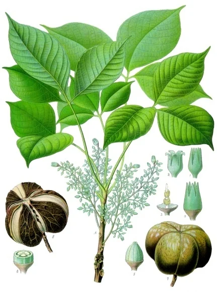 Historical botanical plate of leaves, flowers and fruit — Hevea brasiliensis