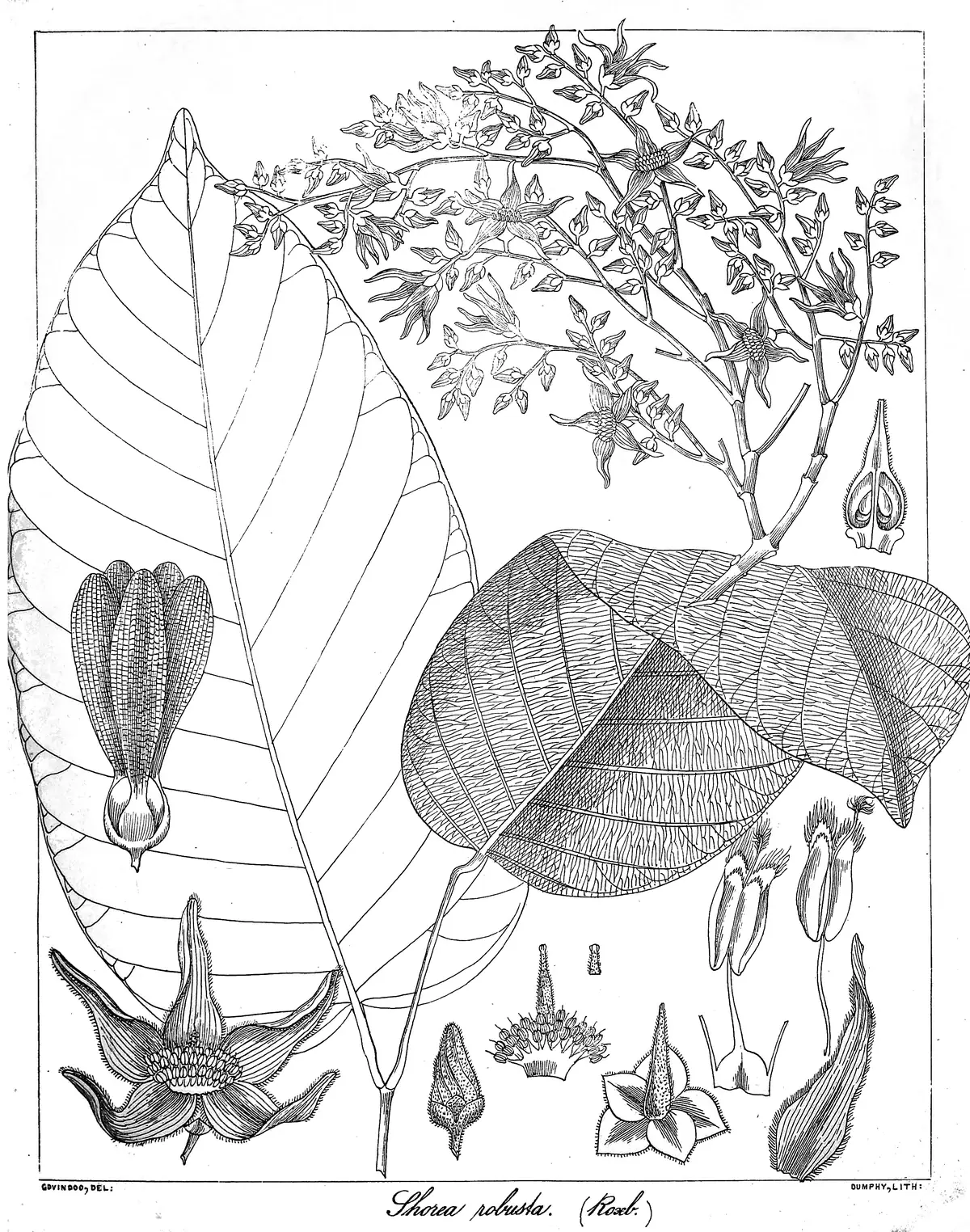 Historical botanical plate of leaves and flowers — Shorea robusta