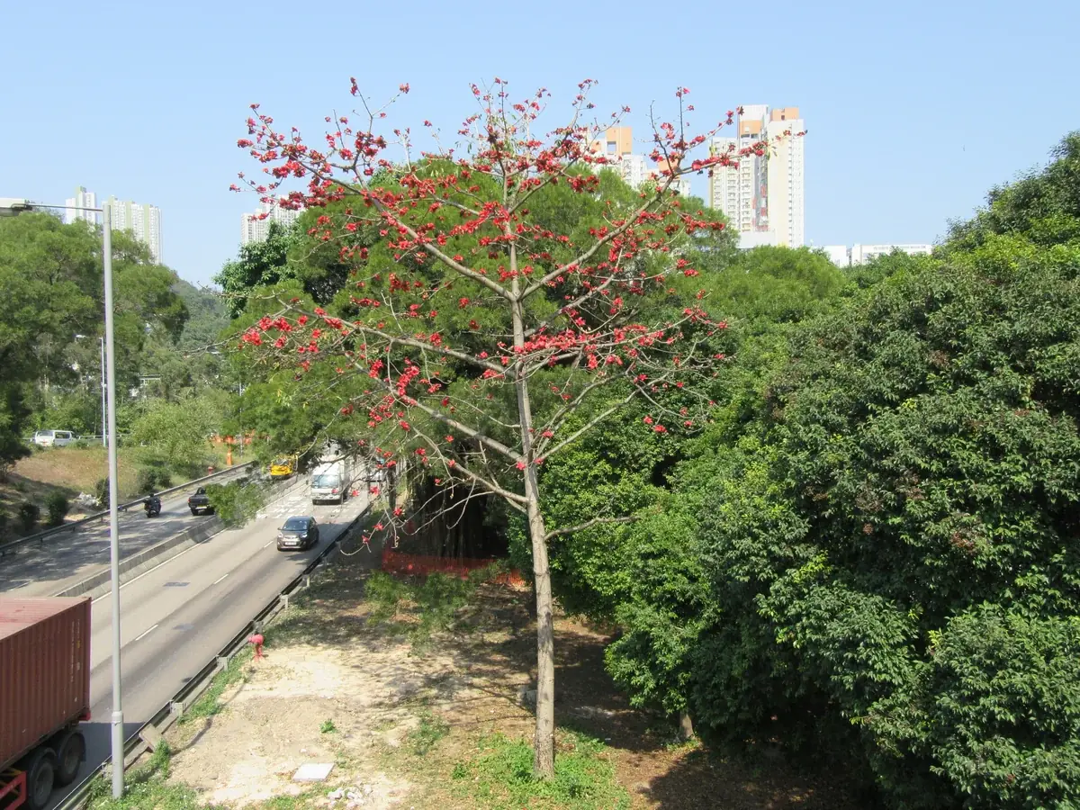 Red flowers on an open crown — Bombax ceiba