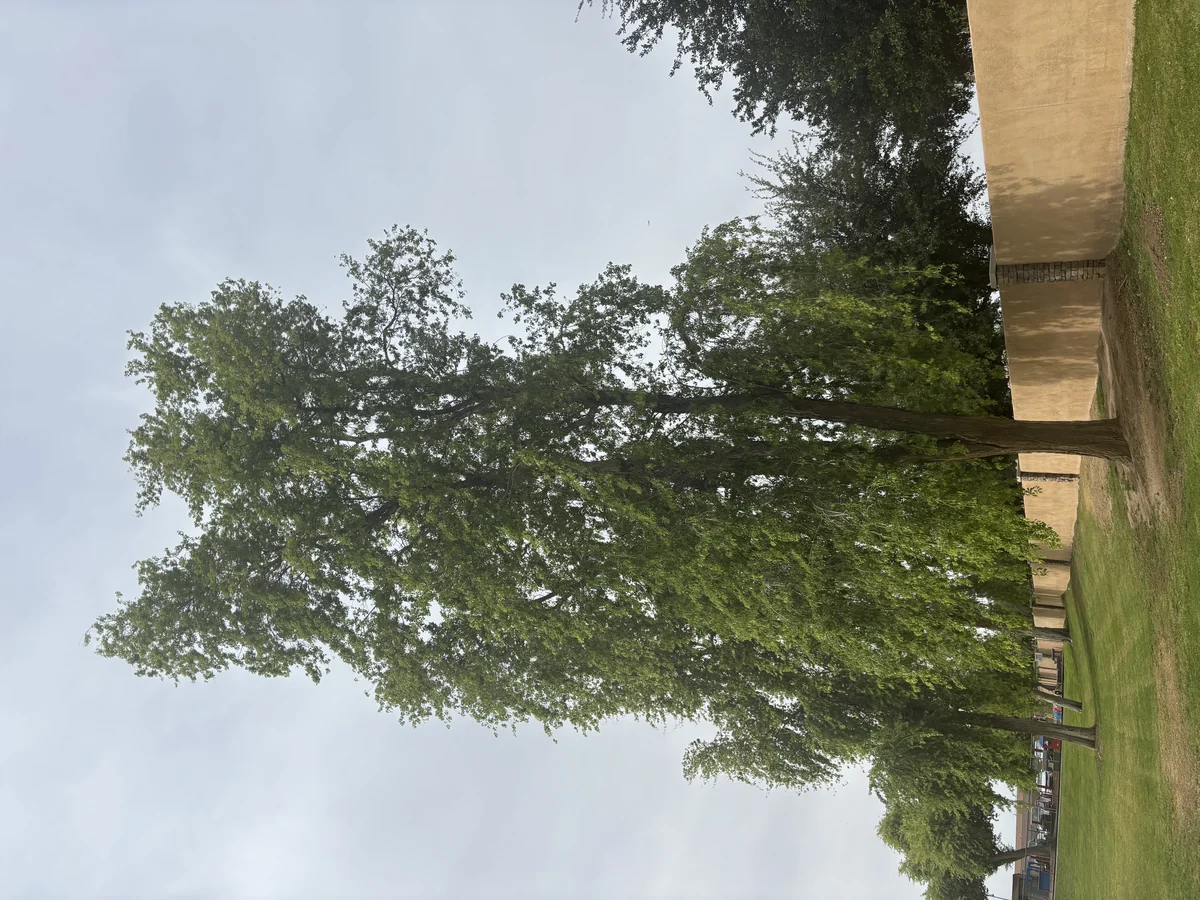 A mature tree and hanging foliage — Dalbergia sissoo