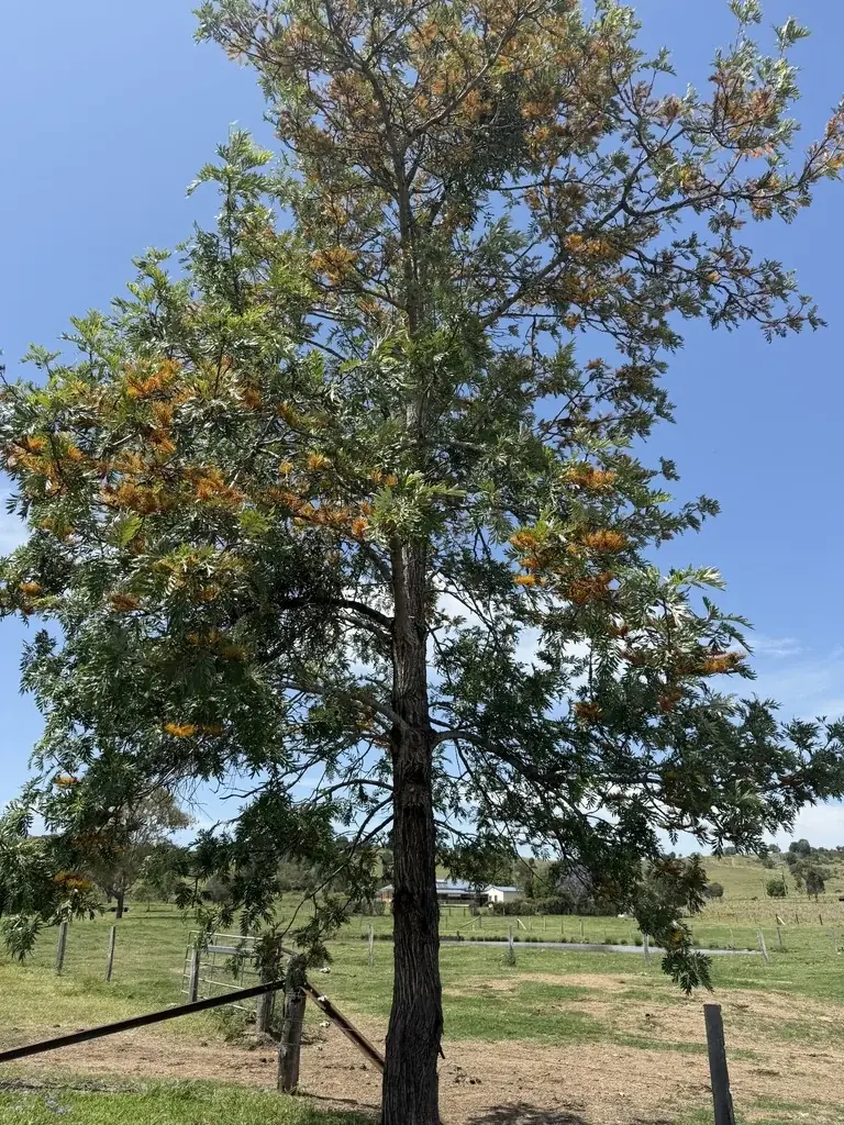 A flowering tree with finely divided leaves — Grevillea robusta