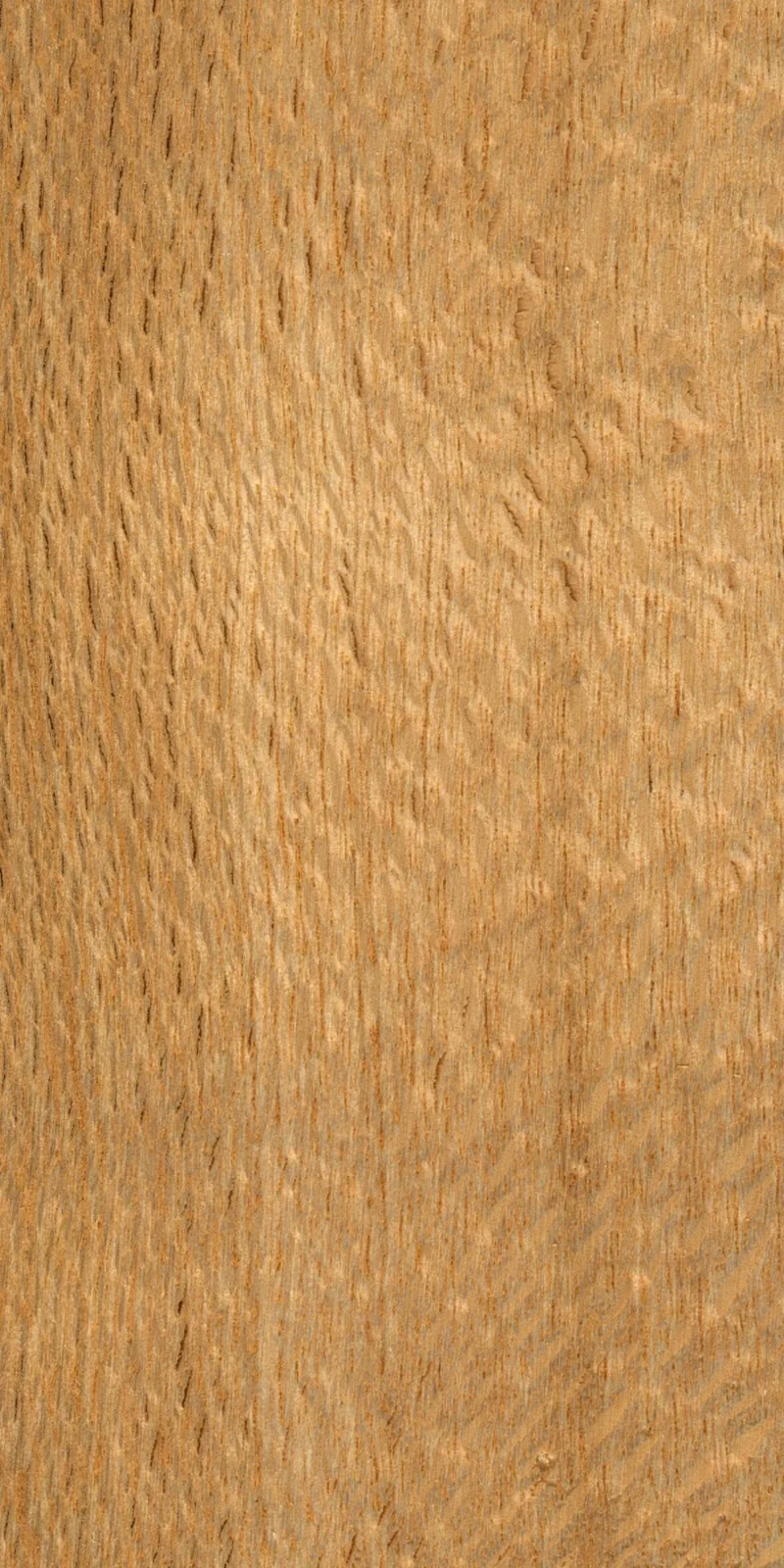 Wood grain on a preserved collection sample labelled Grevillea robusta