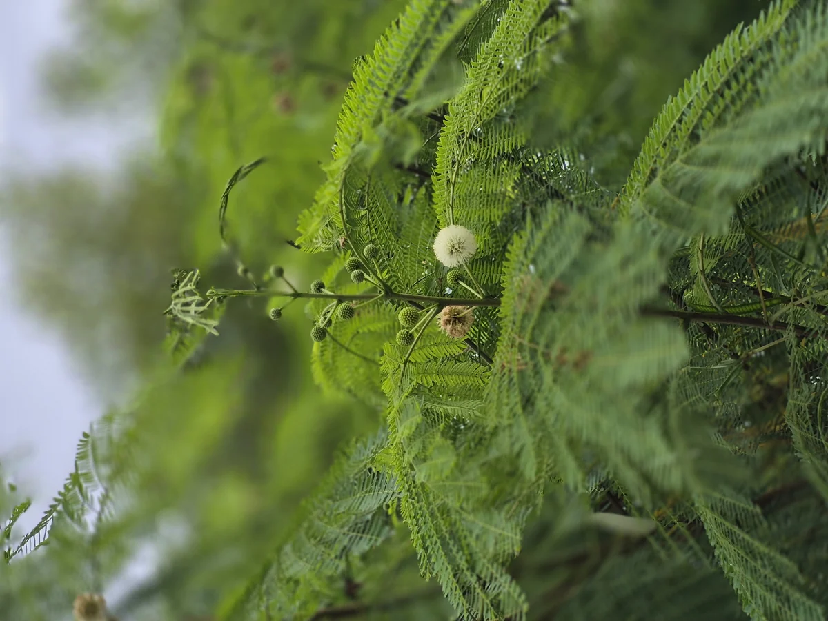 Fine leaves and round pale flowers — Leucaena leucocephala