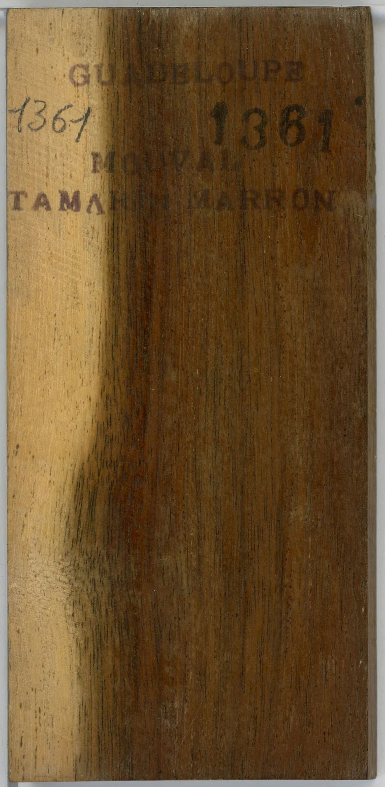 Wood grain on a preserved collection sample labelled Leucaena leucocephala