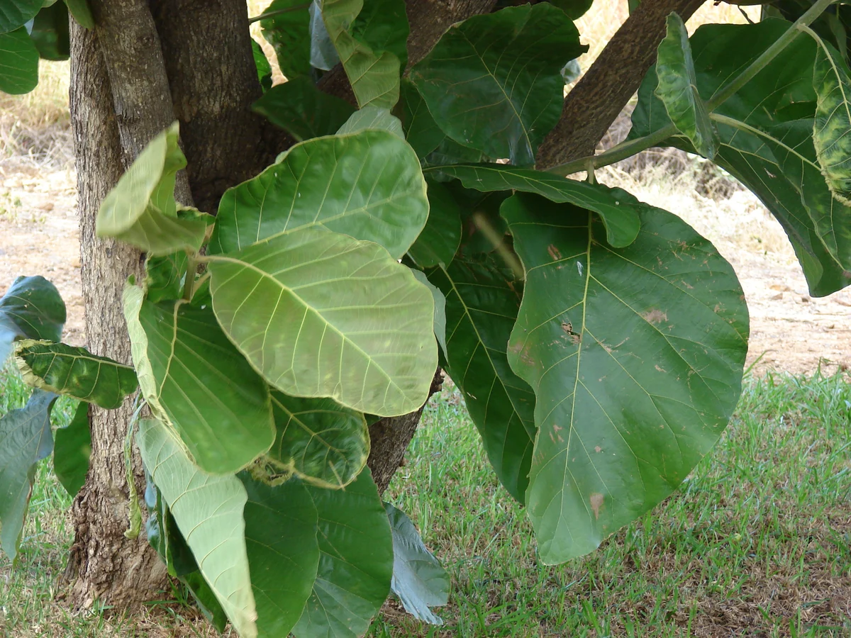 Broad teak leaves — Tectona grandis