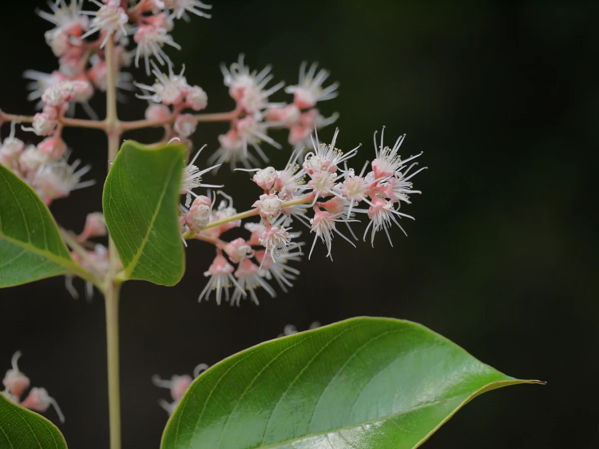 Pale flowers and paired leaves — Lagerstroemia microcarpa